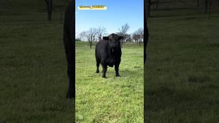 ANGUS VS SIMMENTAL!!! Qaysi biri kuchli !!! #angus #simmental #limuzin #sharolle #greeford