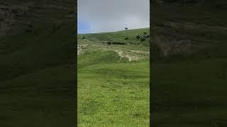 Жер Далхат къ повëл табуны на горные луга