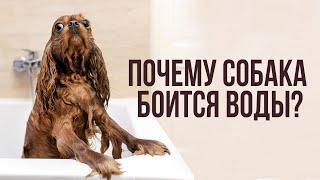 Собака в воде/Почему собака боится воды/Страх воды у собак/Как приучить собаку мыться в ванной