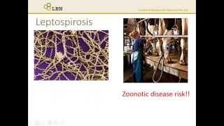 Diseases: Leptospirosis