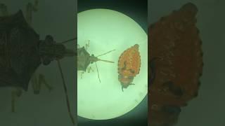 Хищный клоп - Полное видео в профиле #биология #образование #biology