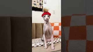 Holiday Cat Beanies #shorts #pets #cats #sphynx