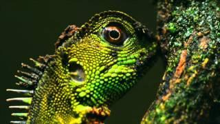 Belleza verde, les perruches de Yasuni