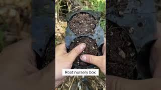 Root nursery box