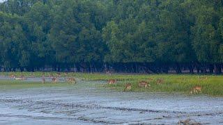 नीलगिरि पर्वत श्रृंखला के जैवमंडल।—[Nilgiri Biosphere Ecosystem & Wildlife]—Hindi***Documentary EP#2