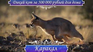 Каракал ЛОВИТ ПТИЦ НА ЛЕТУ, кот ЗА 500 000 рублей для дома, интересные факты о каракале.