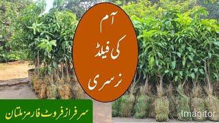 Field Nursery of Mango at Sarfraz Fruit Farms Multan