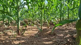 Tinga Tinga herbicide in maize weeding