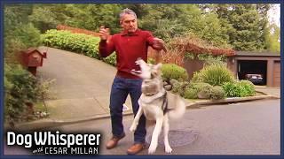 Walk Turns Violent as Malamute Mix Attacks Cesar | S4 Ep 16 | Dog Whisperer With Cesar Millan