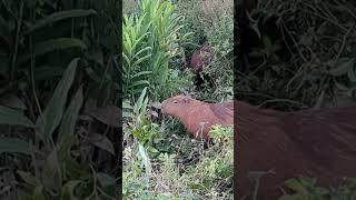 Human-Size Tropical Plants Are No Match For This Gentle Grazer