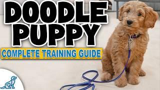 A Complete Guide To Doodle Puppy Training