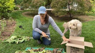 How to Store Tulips to Plant Again - Tulip storage 