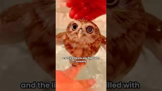 Accidentally found a baby owl.#shortvideo#pet #cute #shorts #animals