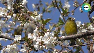 Spring cherry blossom and birds