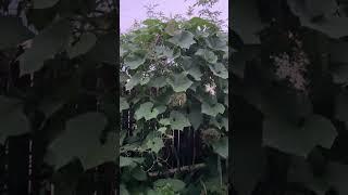 #Melon leaves#Jasmine flowers #Square Foot Garden