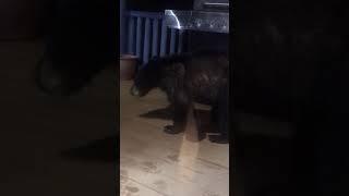 Baby bear stealing bagels