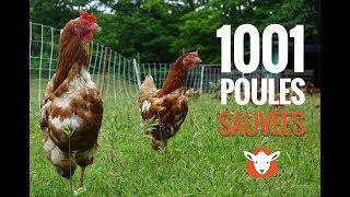 Sauvetage de 1001 poules pondeuses