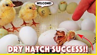 Overwhelming Results of Dry Hatching Chicken Eggs!