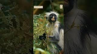 black monkey
