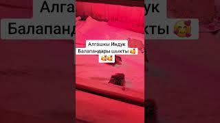 Индюк    выкуп