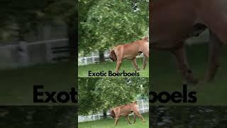 Boerboel Puppy Breeder Exotics Balto   #boerboelpuppy