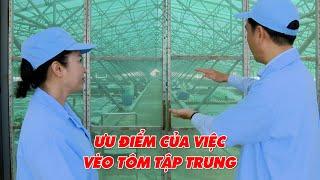 Ưu điểm của việc vèo tôm tập trung