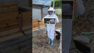 3lbs of honeybees vibrating amazingly!
