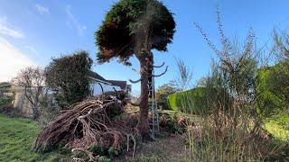 Homeowners Tree Had to be Removed for a New Fence 