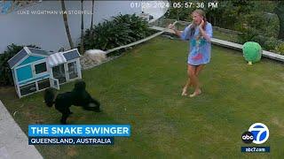 Wild video: Girl, 12, swings snake in frantic effort to save guinea pig