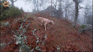 ΚΥΝΗΓΙ ΜΠΕΚΑΤΣΑΣ 28/12/2021 / Woodcock Hunting / Caccia alla Beccaccia / Çulluk Avı