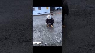 Bald Eagles are Massive #baldeagle #nature #natural