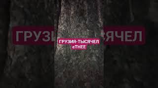 ГРУЗИЯ -Тысячелетнее ДЕРЕВО