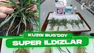 Kuzgi bug'doyda super ildiz  +998995414444  #agro #farm #corn