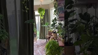 Indoor Plants Home Decor | Kanishka Hi-Tech Nursery | Greater Noida