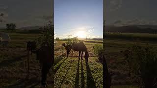 All the Farm Animals Waiting for Dinner - Dogs, Horses, Cows, and Sheep!