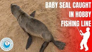 Baby Seal Caught In Hobby Fishing Line