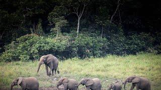 Why Africa's forest elephants thrive in Gabon