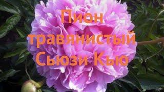 Пион травянистый Сьюзи Кью (paeonia susie q)  Сьюзи Кью обзор: как сажать, саженцы пиона Сьюзи Кью