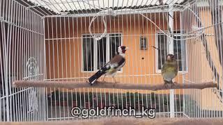 Goldfinch x goldfinch mule щегол х гибрид щегла и канарейки