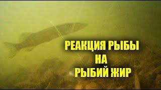 РЕАКЦИЯ РЫБЫ НА РЫБИЙ ЖИР, ПОДВОДНОЕ ВИДЕО, РЕАКЦИЯ ХИЩНИКА ОКУНЯ И ЩУКИ!