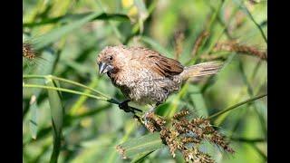 Scaly-breasted Munia (Lonchura punctulata) 4K