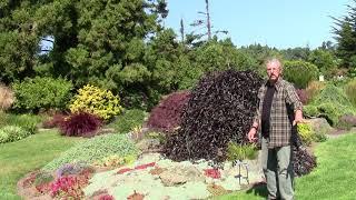 Coast Botanical Gardens Perennials with Mario Abreu