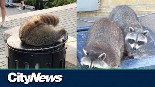 This Week in Science - Studying how racoons think and learn