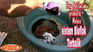 PengAplikasian Bioflok sistem terbalik kolam Diameter 2