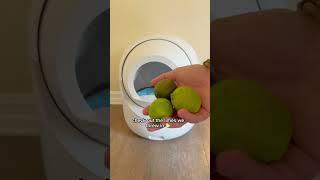 Best budget automatic litter box  Amazon link in bio #cat #cats #litterbox #kitten #catlover #kitty