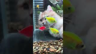 Cat swimming with fish