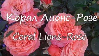 Корал Лионс-Розе (Coral Lions-Rose). Северо-Запад.