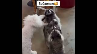 Еноты играются#приколы #shortvideo #shorts