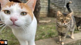 Runaway Cat Returns Home and Asks to Be Let in