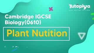  Mastering Leaf Structure: Your Gateway to Plant Nutrition Brilliance | Tutopiya's IGCSE Biology